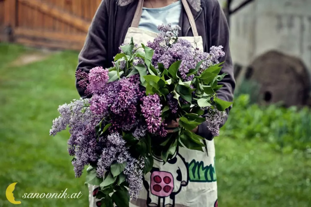 Люляк за сбъдване на желания Люляк за сбъдване на желания