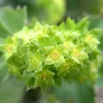 Шапиче – важна билка за всяка жена