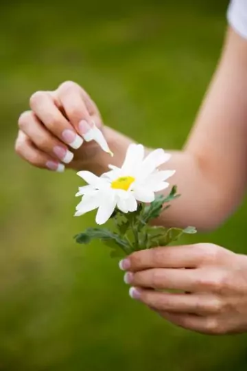 Маргаритка за успех в любовта Маргаритка за успех в любовта