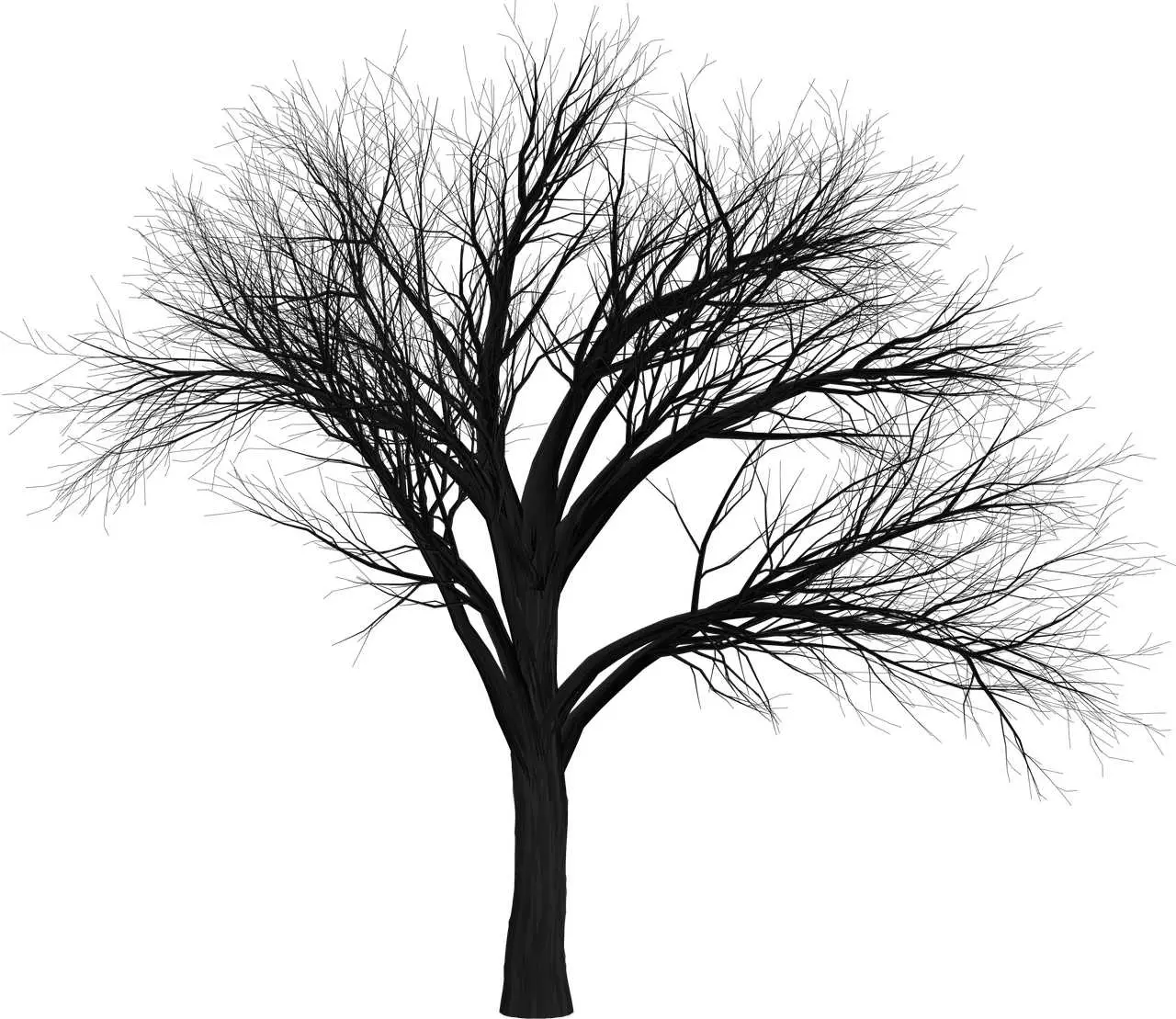 Съновник - безплодно дърво