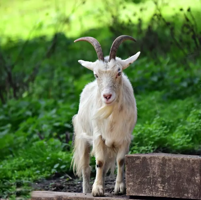 Тълкуване на сън за Бавачка
