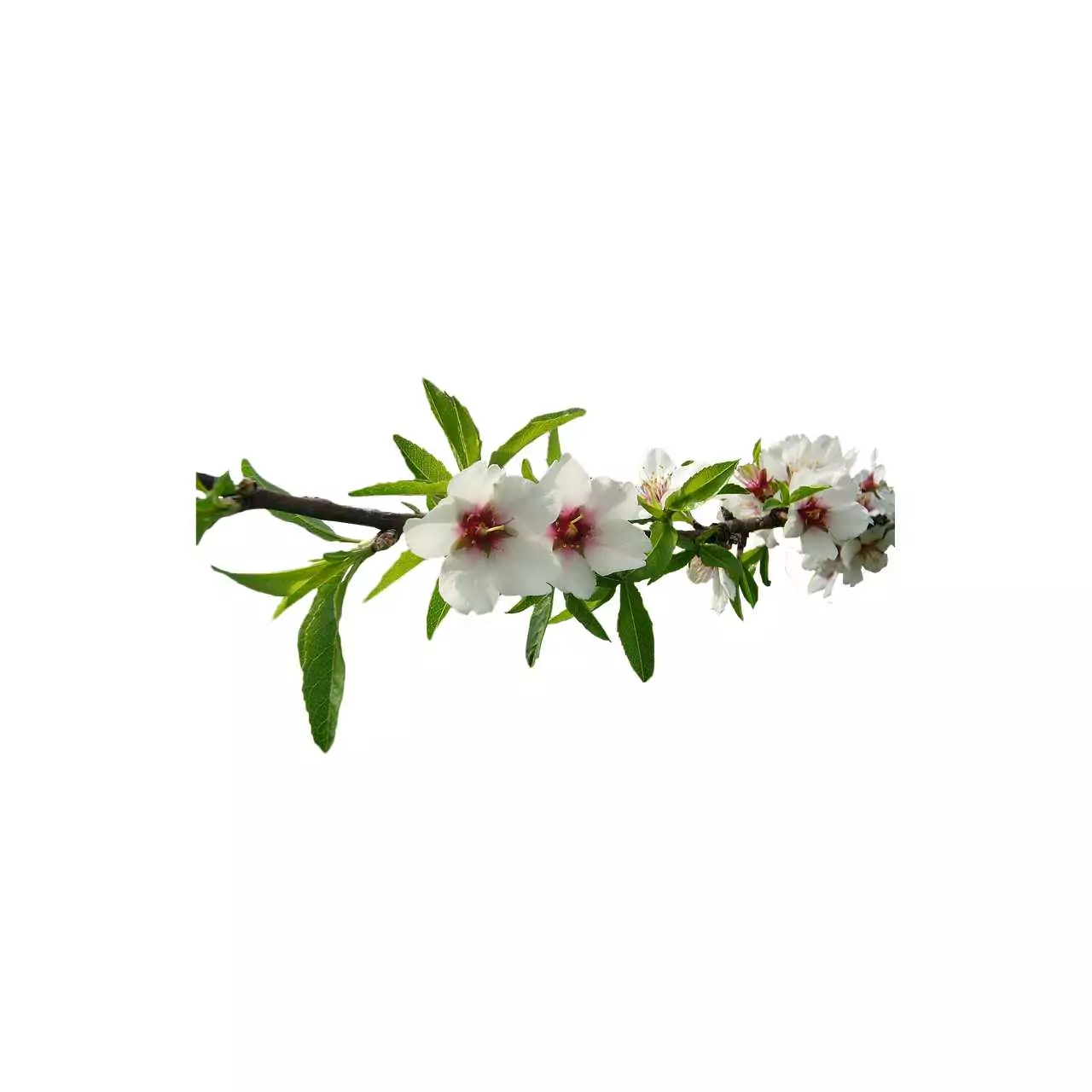 Бадемово дърво Съновник Бадемово дърво