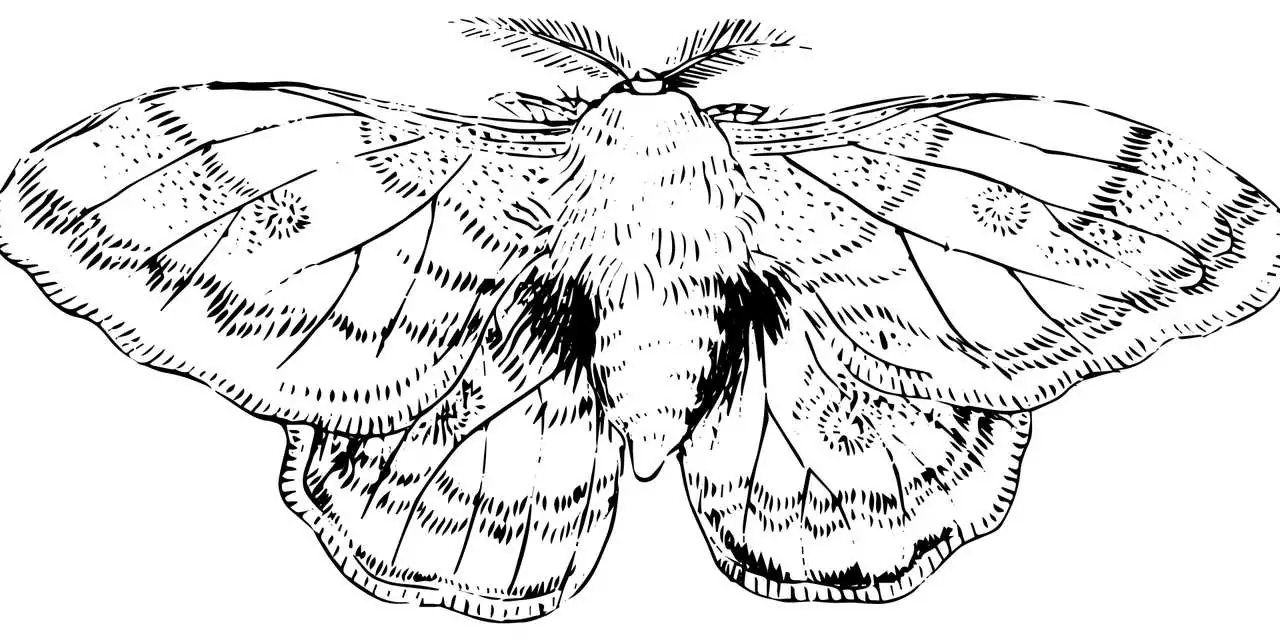 Белило (Червило) Съновник Белило (Червило)