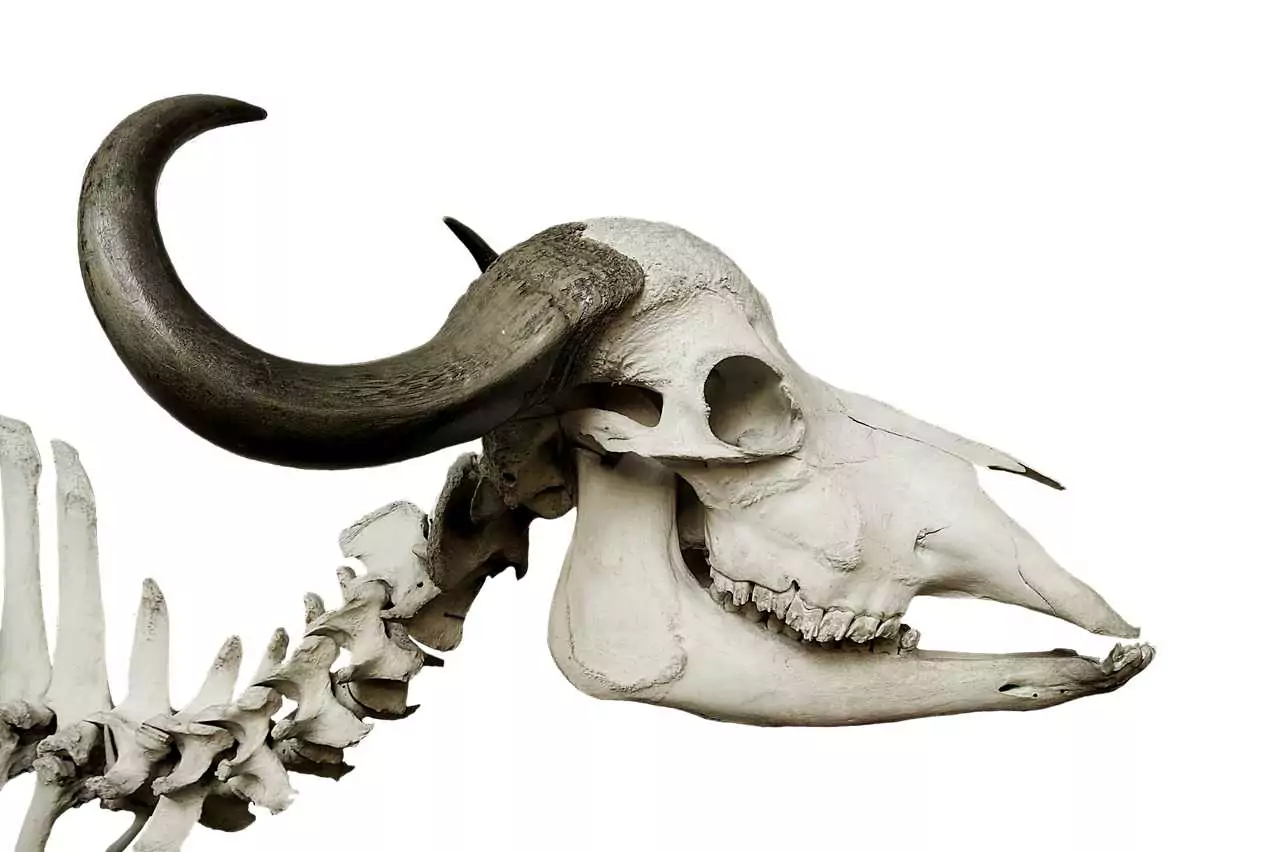 Бивол да водиш към планината Съновник Бивол да водиш към планината