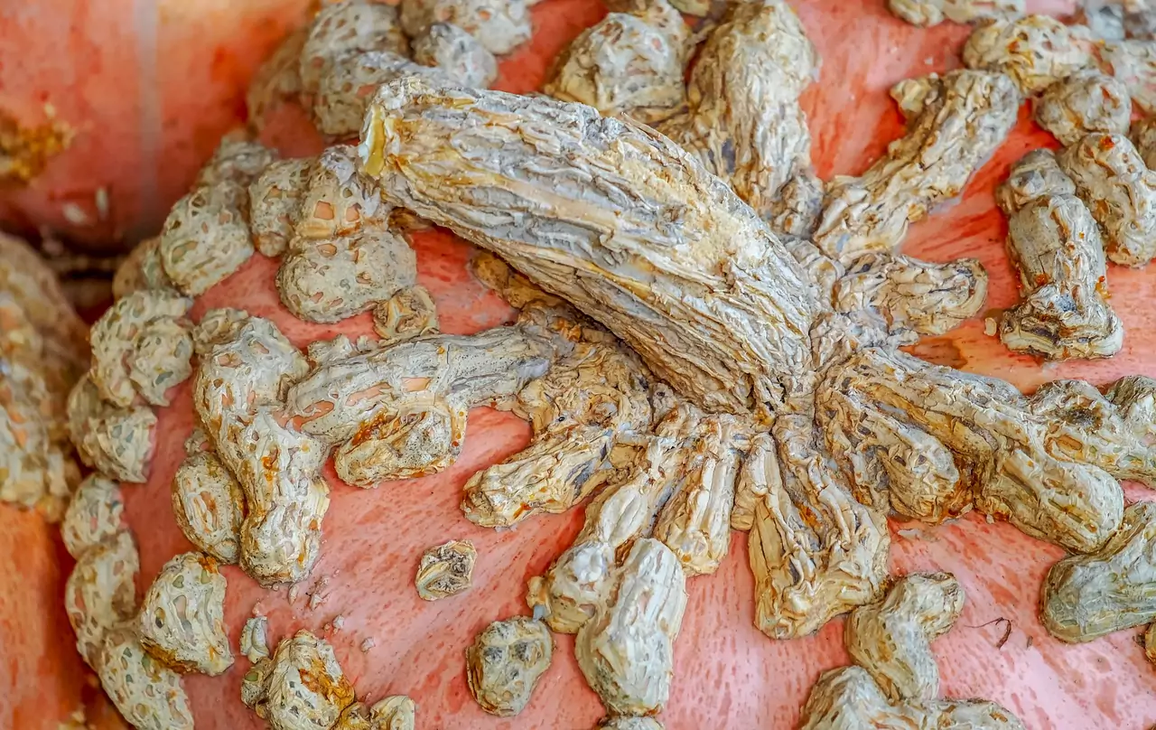 Брадавици, че имаш Съновник Брадавици, че имаш