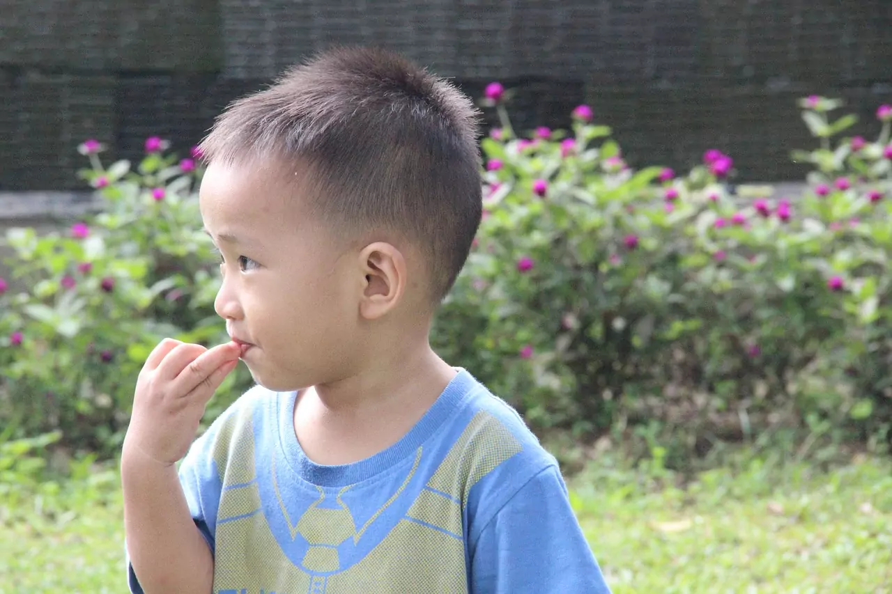 Братовчед, Братовчедка Съновник Братовчед, Братовчедка