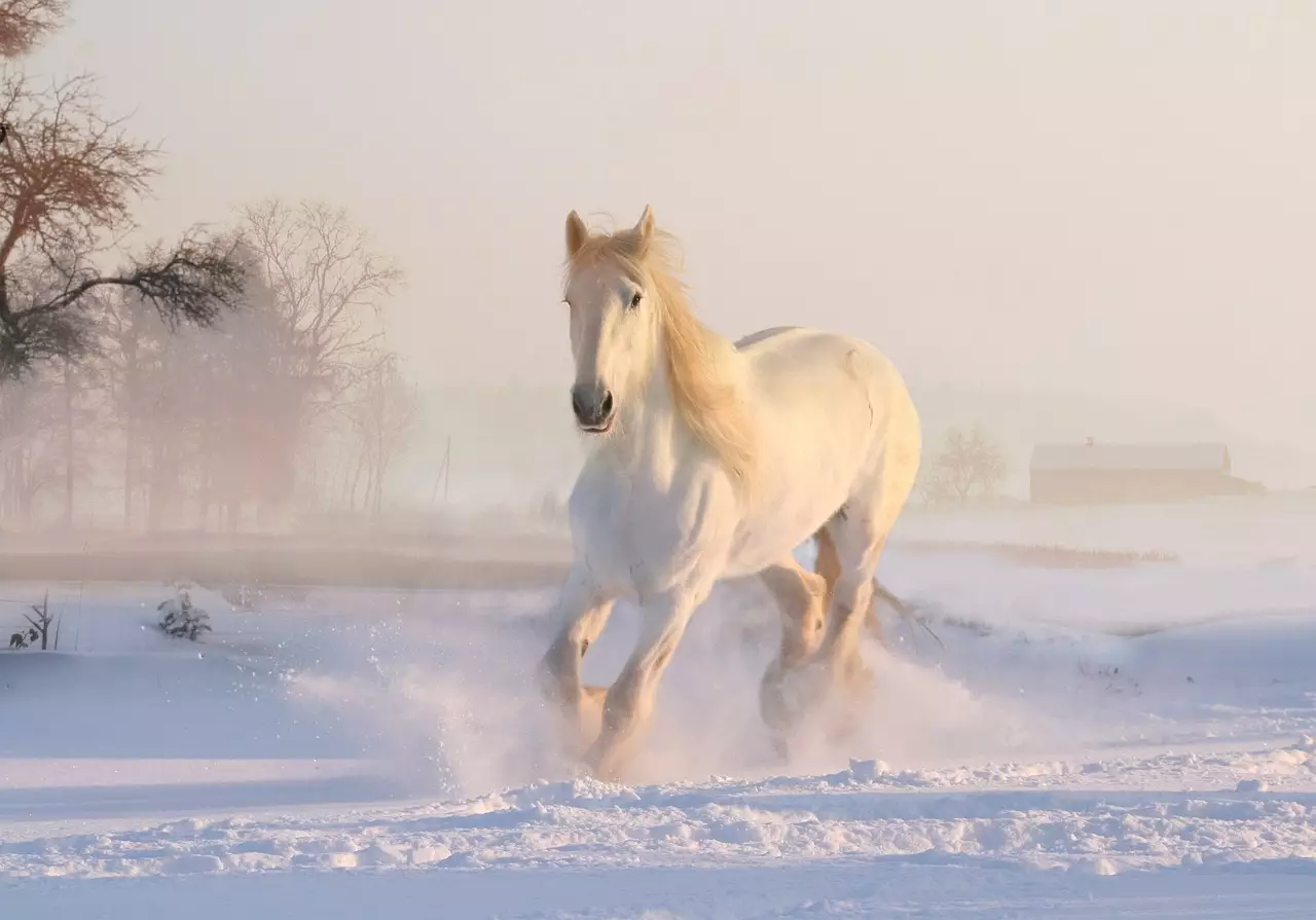 Съновник - бял кон