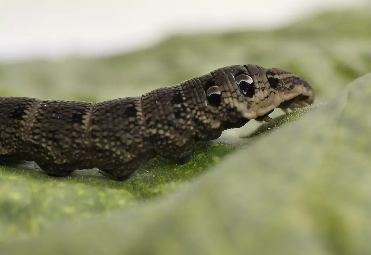 ВЕСЕЛЯК (виж КОМЕДИЯ, КОМИК, ШЕГА) Съновник ВЕСЕЛЯК (виж КОМЕДИЯ, КОМИК, ШЕГА)