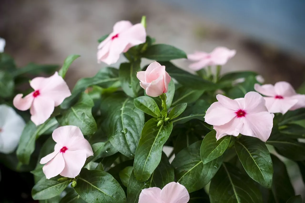 ВИКАРИЙ (виж ДУХОВНИК, ЦЪРКВА) Съновник ВИКАРИЙ (виж ДУХОВНИК, ЦЪРКВА)