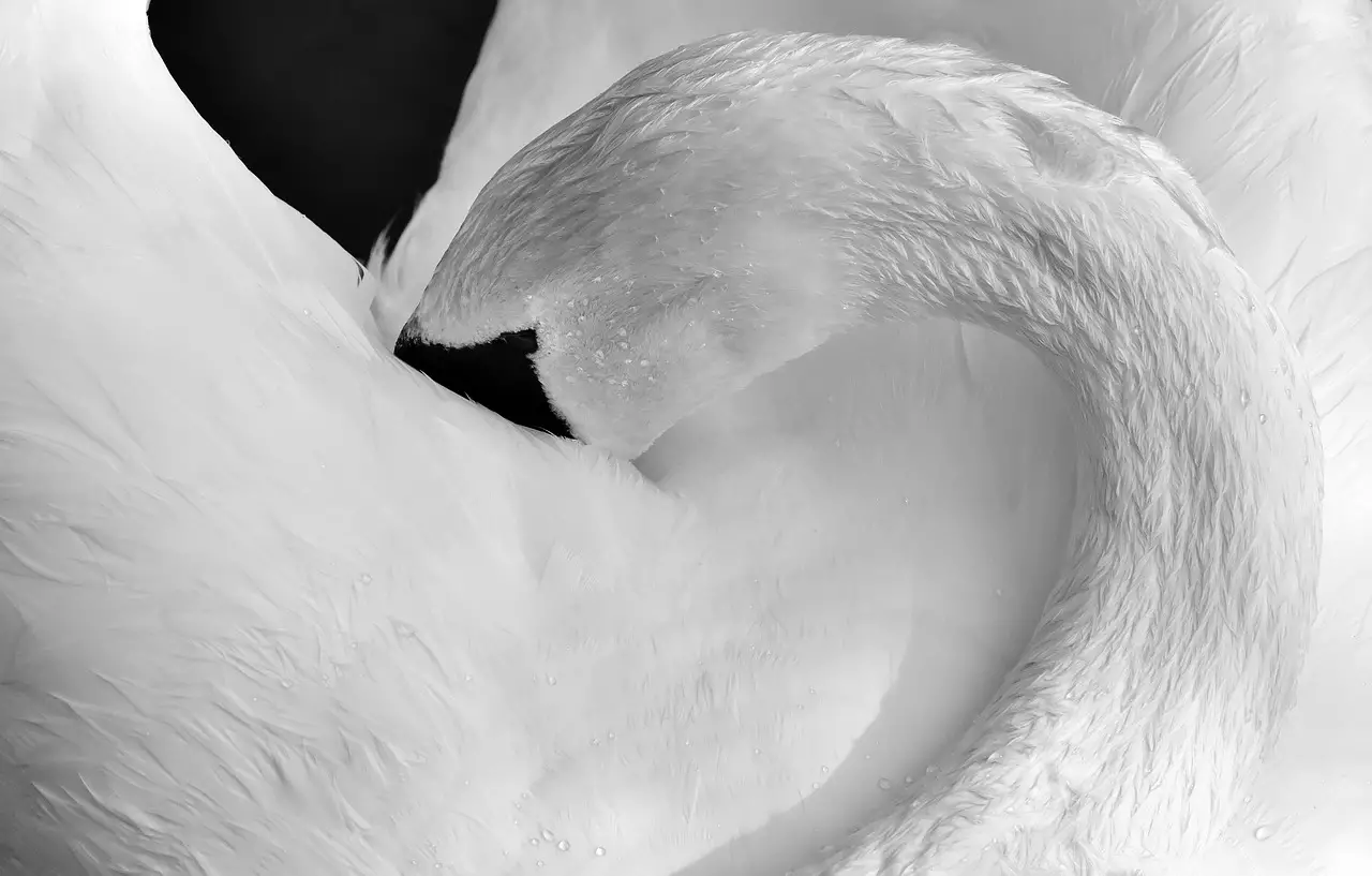 Съновник - водни птици