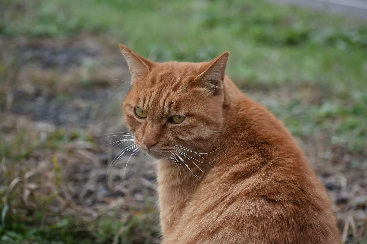 ВТРЕНЧЕН ПОГЛЕД (виж ВПЕРЕН ПОГЛЕД) Съновник ВТРЕНЧЕН ПОГЛЕД (виж ВПЕРЕН ПОГЛЕД)