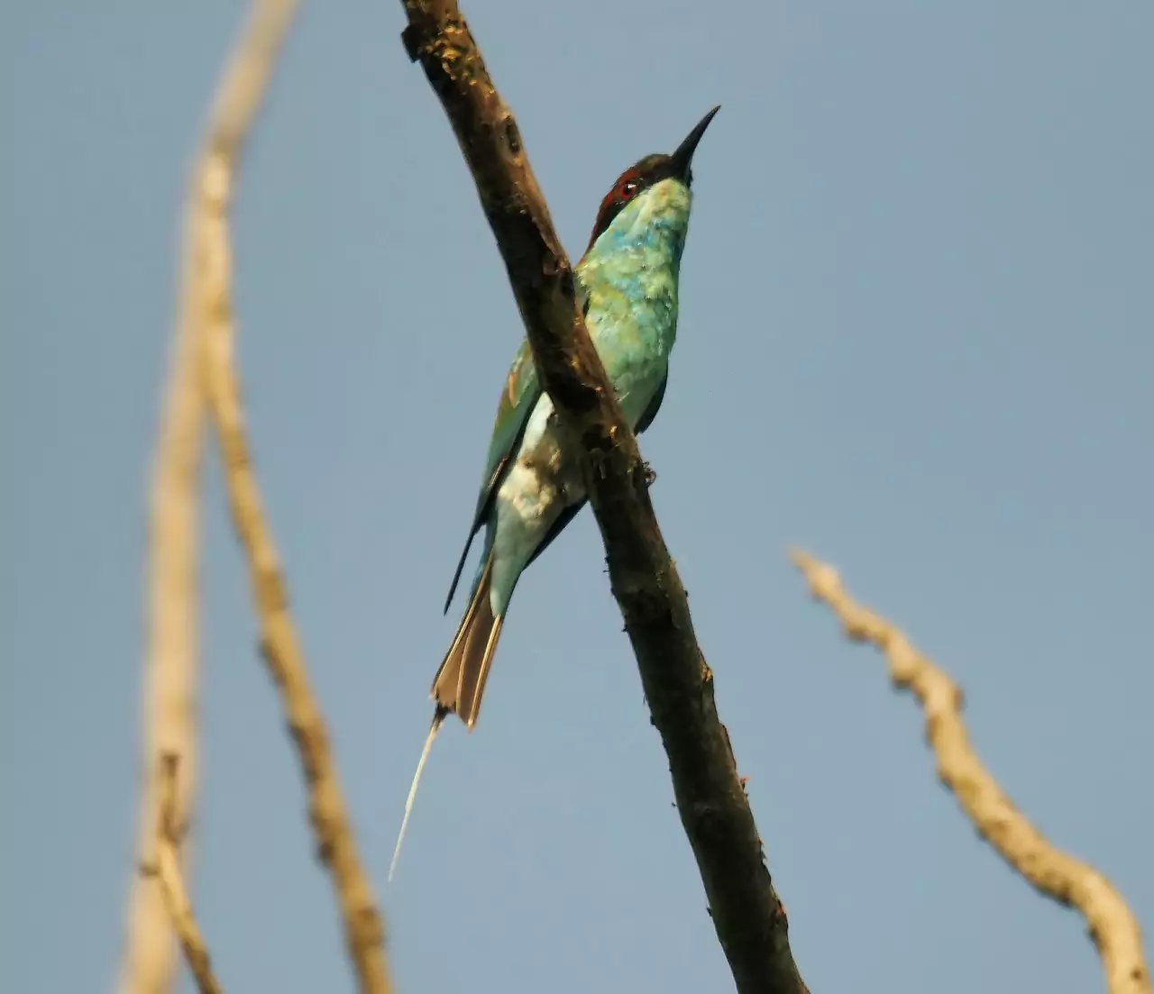 Съновник ГЪРЛОТО