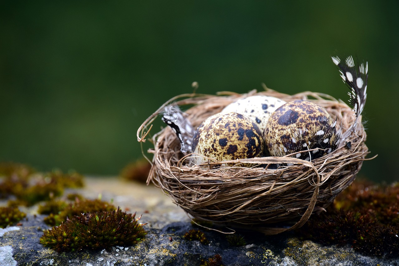 Съновник - гнездо птиче
