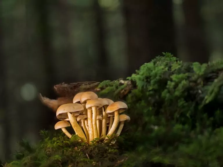 Тълкуване на сън за Гъбички