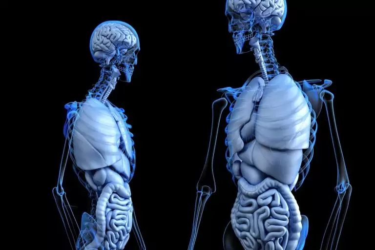 Тълкуване на сън за Дроб, черен, че ядеш