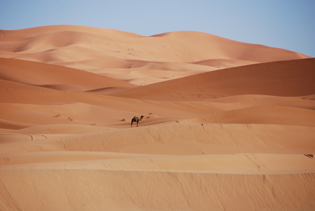 Съновник - едногърба камила