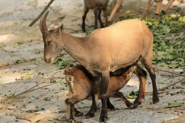 Тълкуване на сън за Емисия (радио или телевизионна)