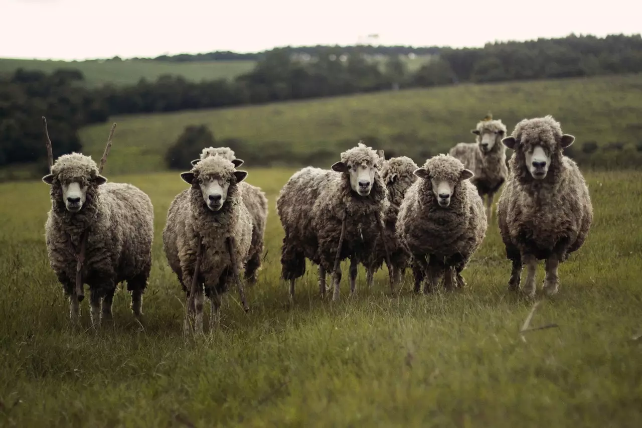 Съновник - животни на стада