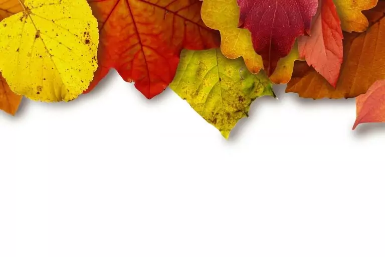 Тълкуване на сън за Жълтеникав човек, ако ти подаде ръка