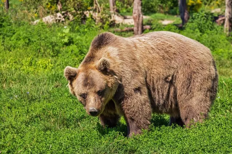 Тълкуване на сън за ЗВЯР (виж ЗВЕРОВЕ)