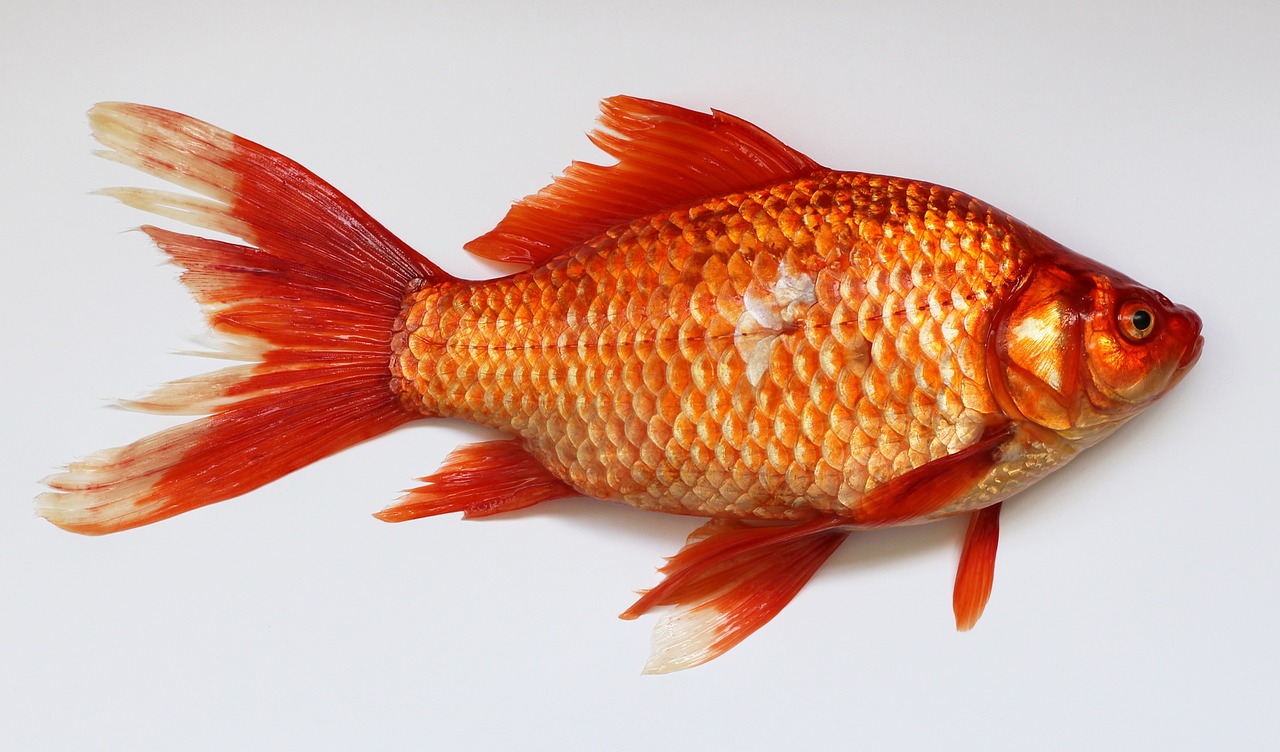 Съновник - златна риба
