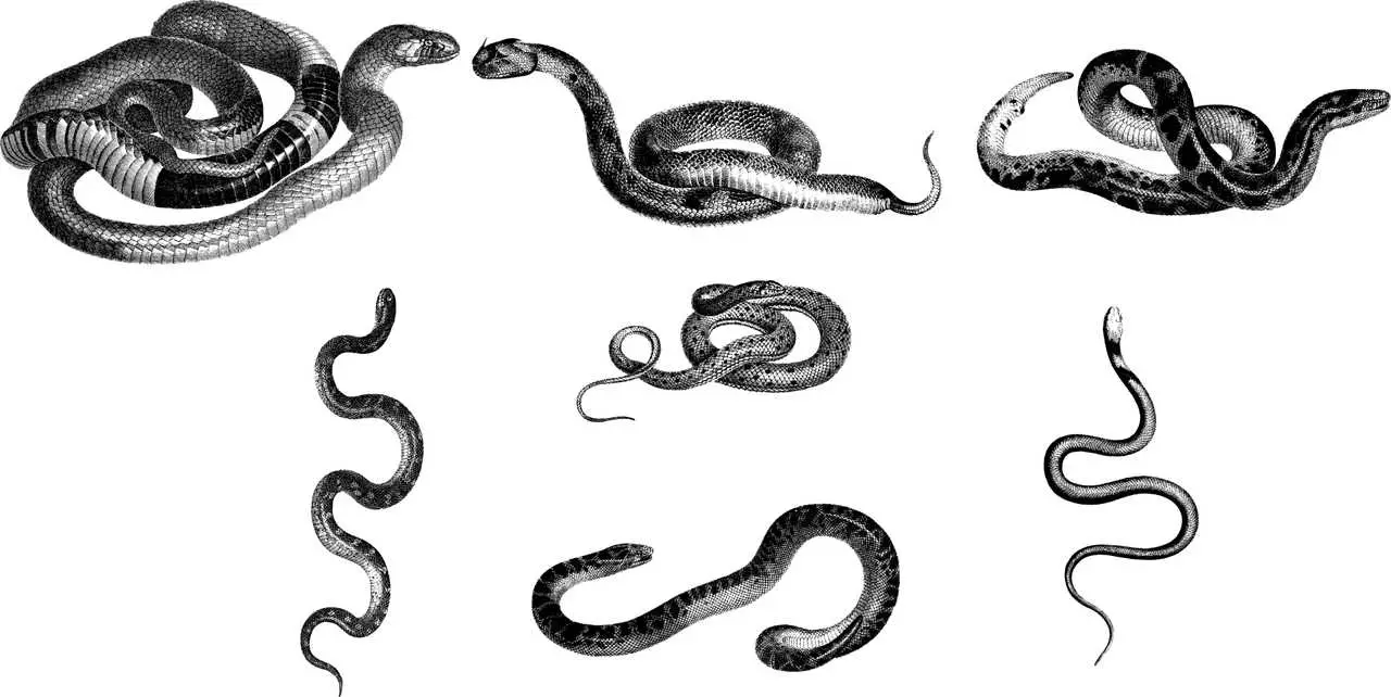 Съновник - змии много да сънуваш