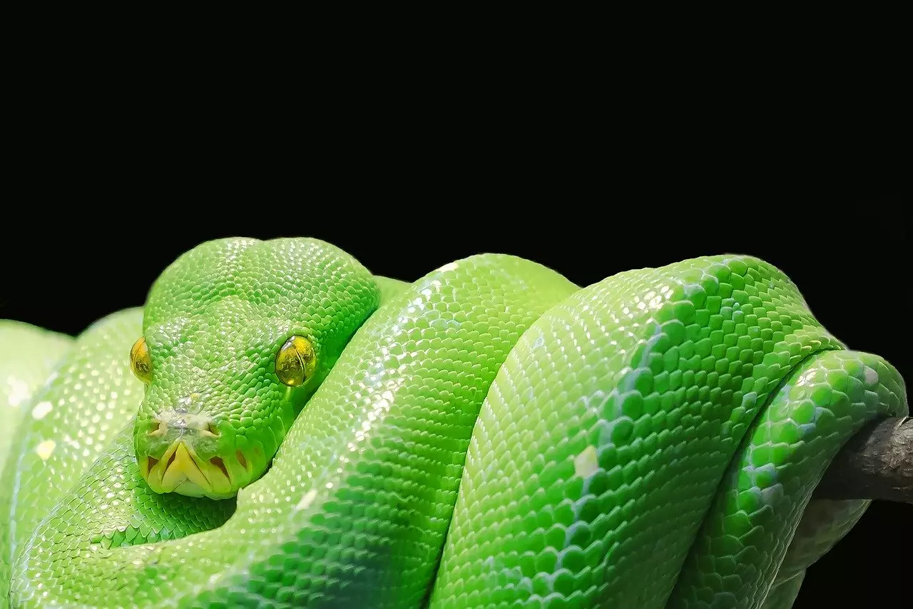 Съновник - змия, оцветена в бяло и жълто