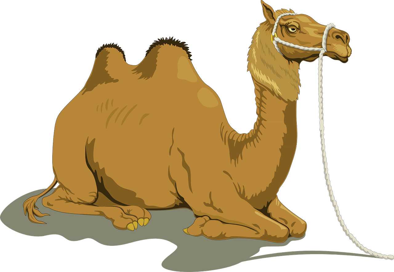 Съновник - камила, камилар