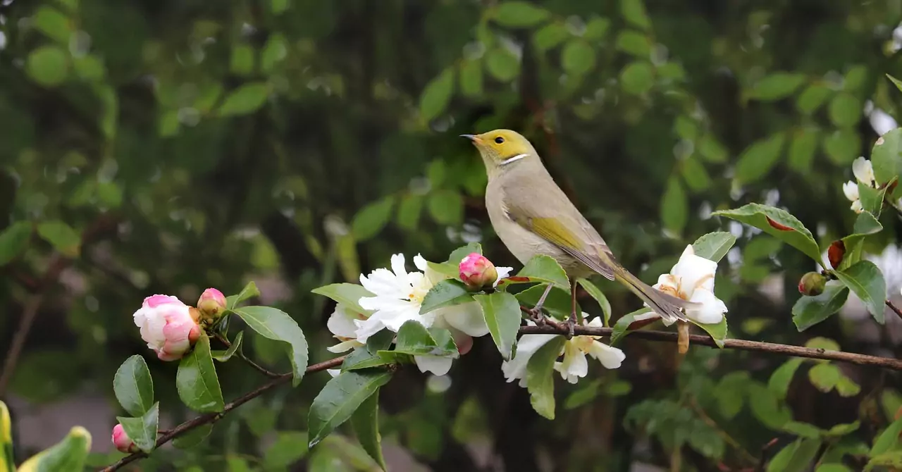 Съновник КАНИБАЛ