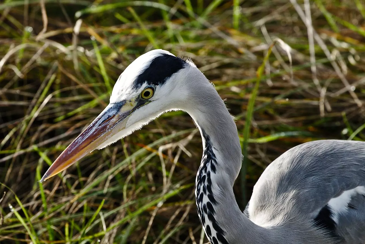 Съновник КАНИБАЛ, КАНИБАЛИЗЪМ