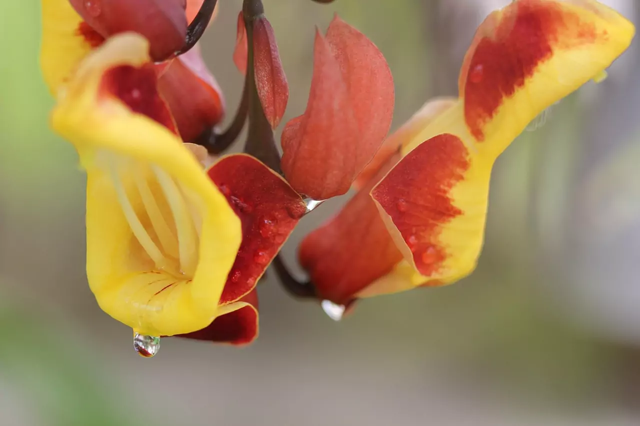 КЛИТОР (виж ПОЛОВИ ОРГАНИ, СЕКС) Съновник КЛИТОР (виж ПОЛОВИ ОРГАНИ, СЕКС)