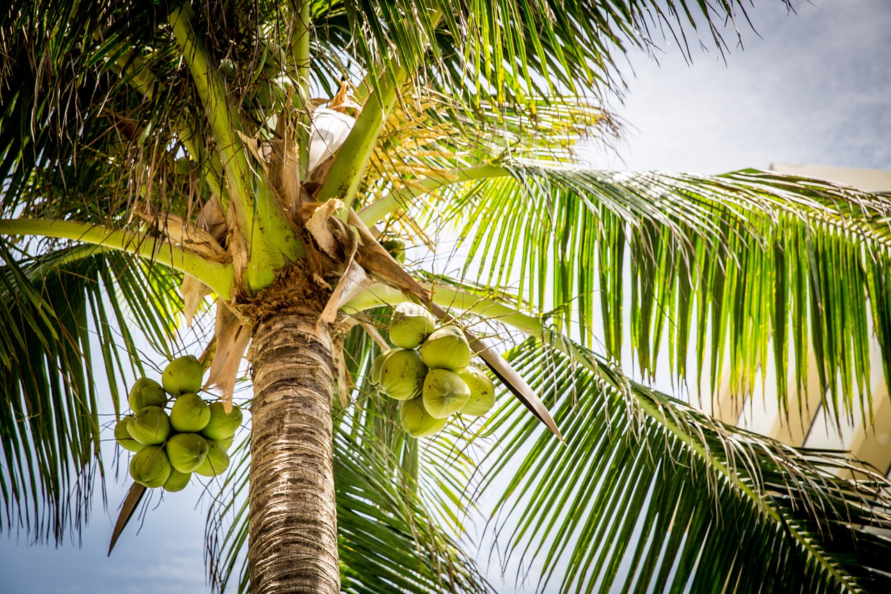 Съновник - кокосов орех