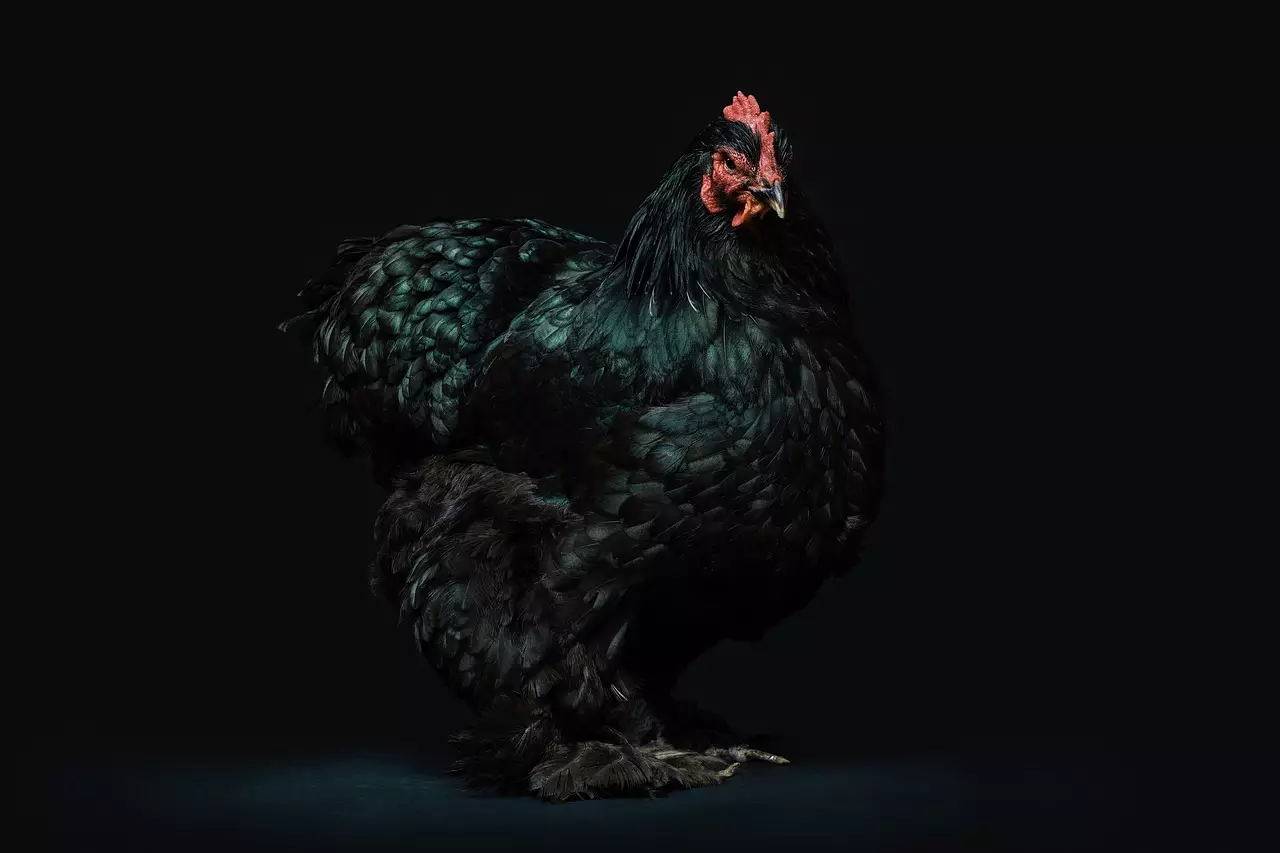 Съновник - кокошка черна