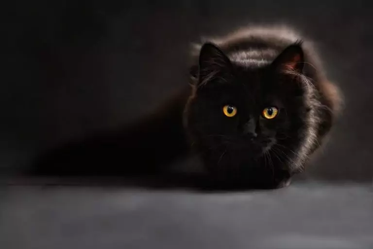 Тълкуване на сън за КОТКИ