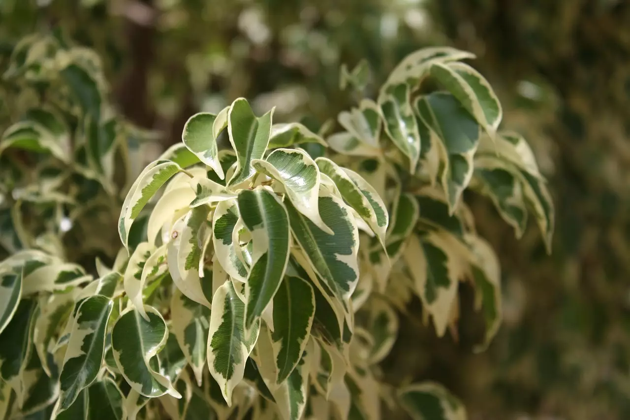 Съновник КРЕТЕН (виж ИДИОТ)