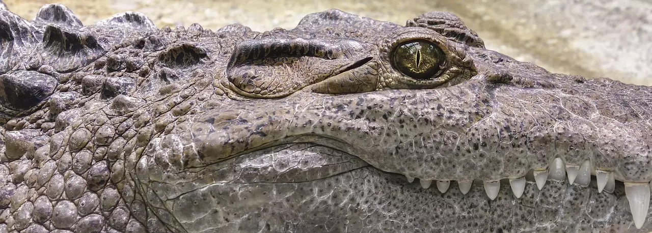 Съновник - крокодил