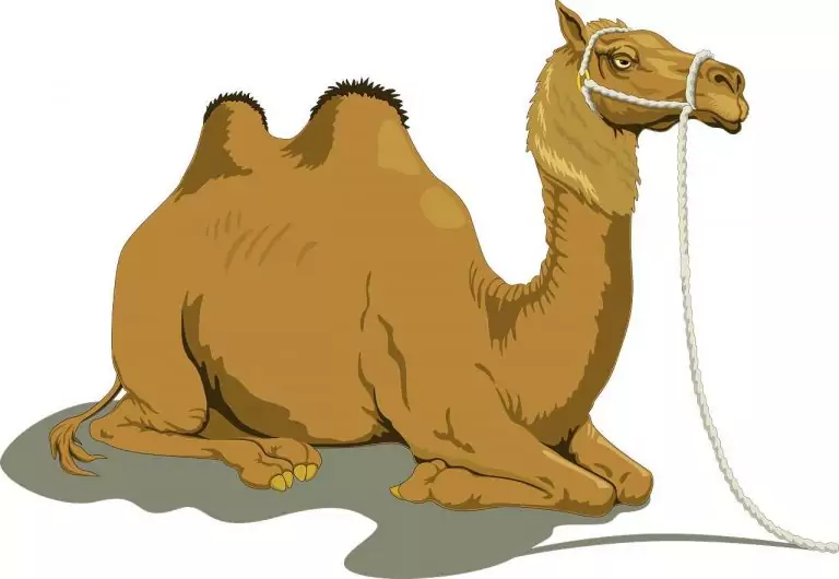 Тълкуване на сън за Камила да сънуваш