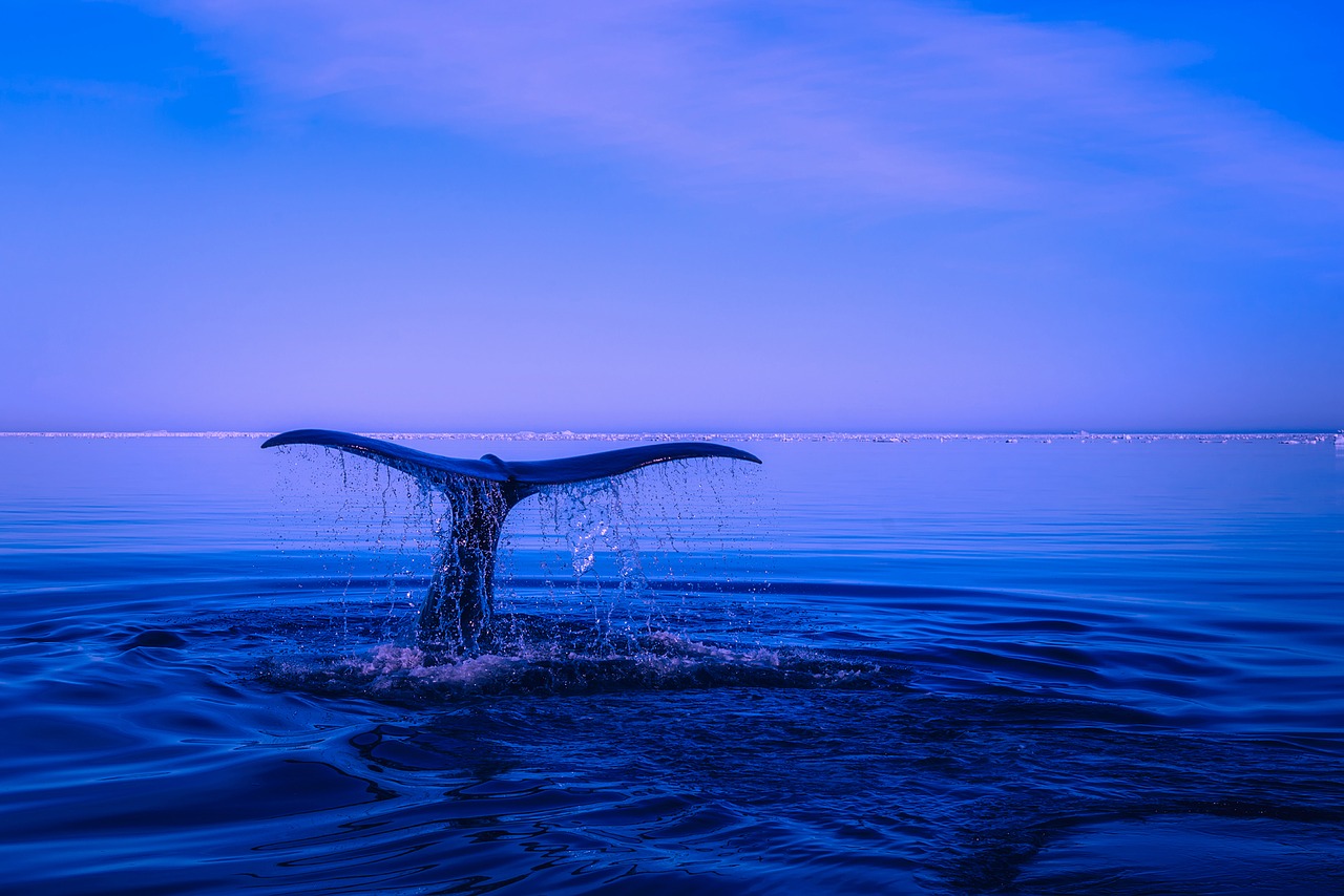 Съновник - кит