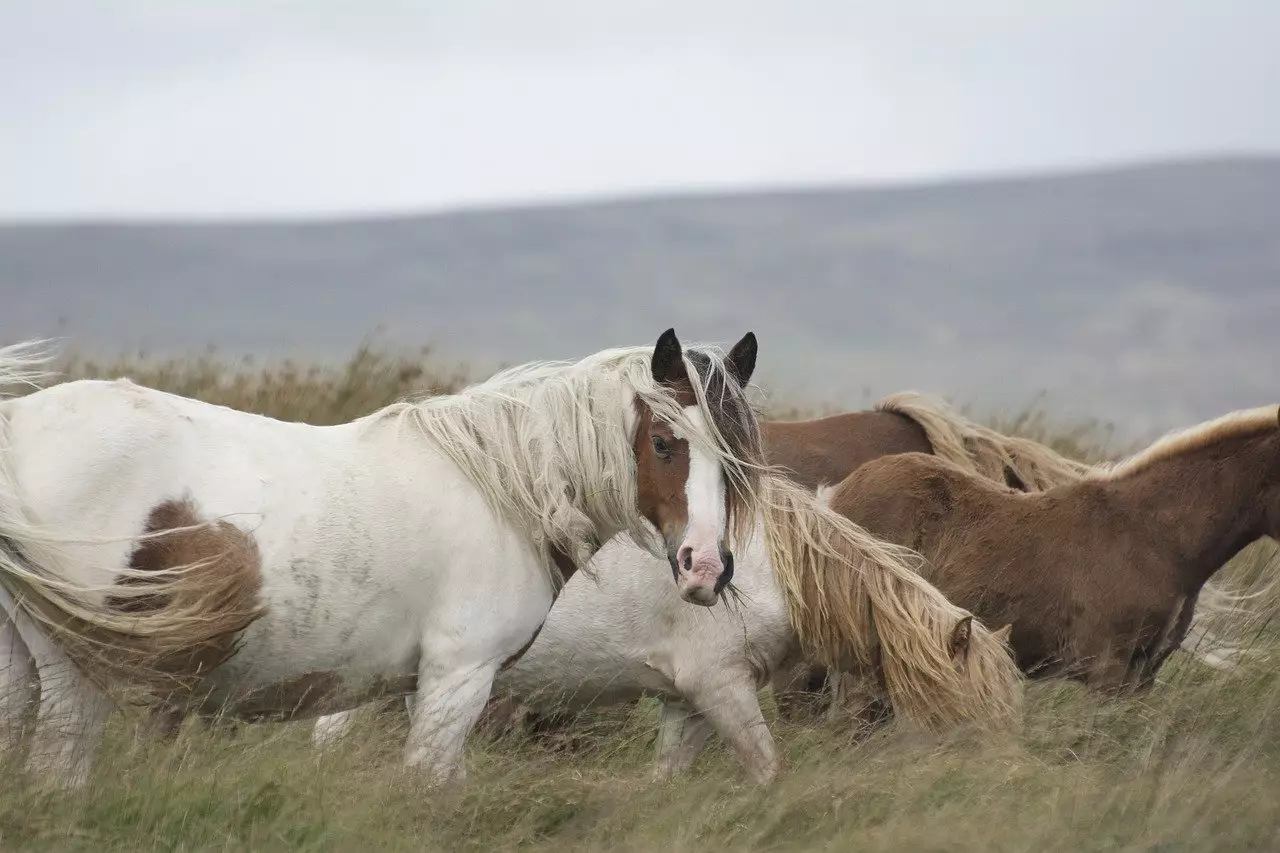 Съновник - кобила сред полето да видиш насън