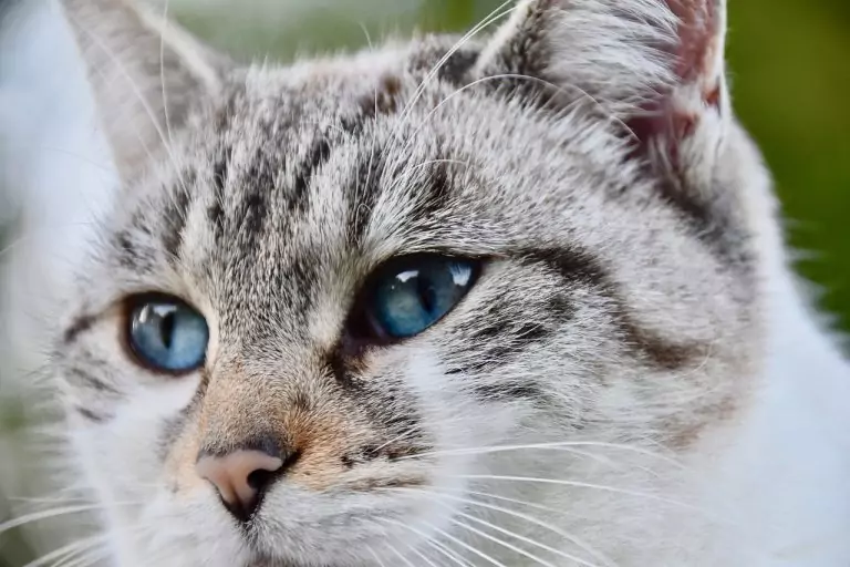 Тълкуване на сън за Котенце