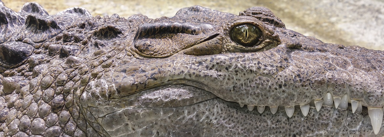 Съновник - крокодили