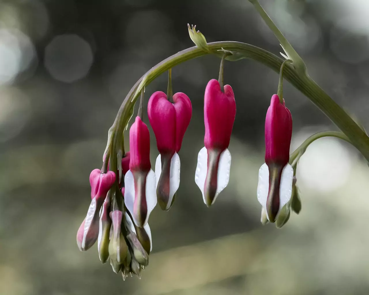Кървяща рана Съновник Кървяща рана