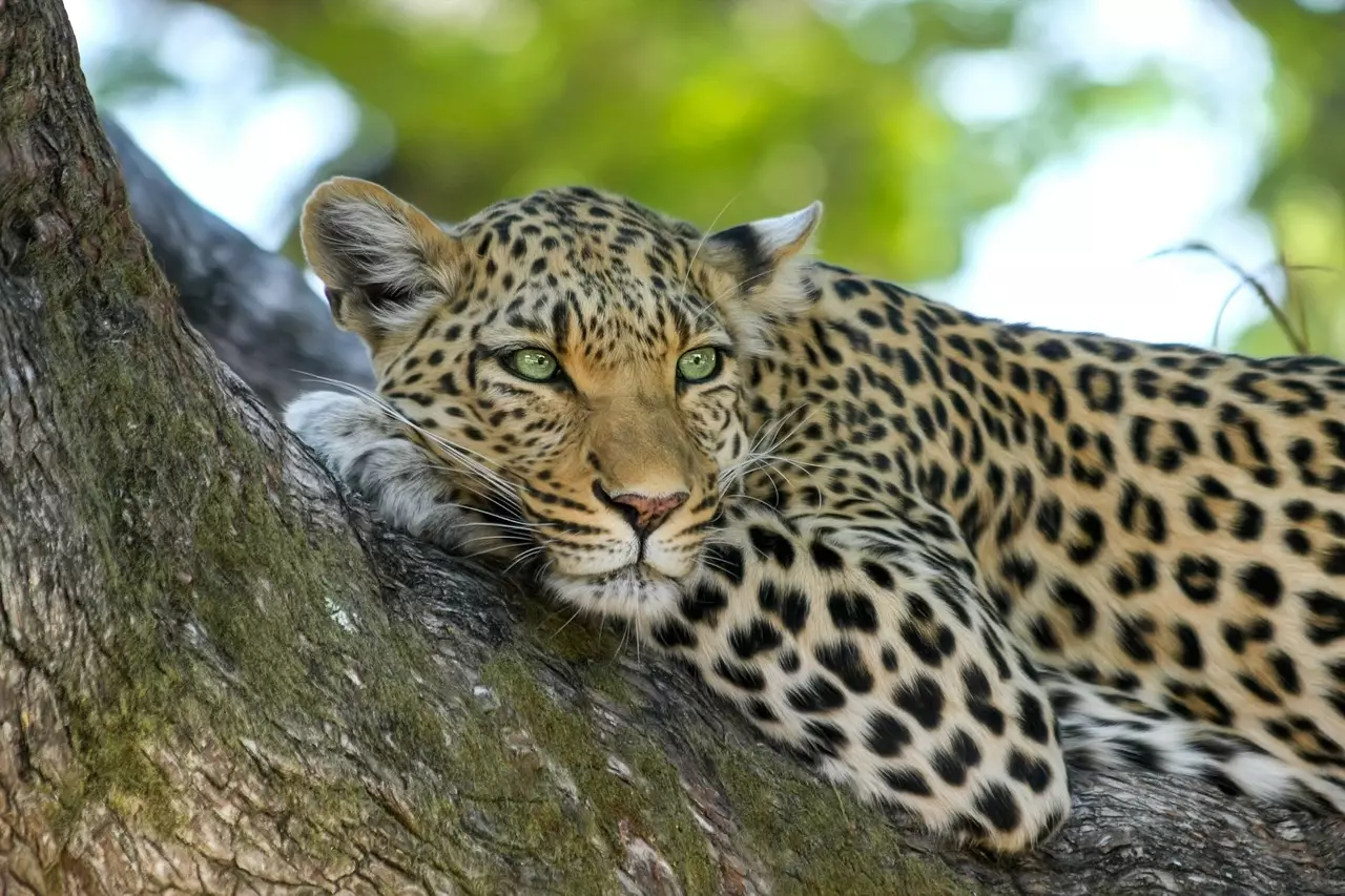 Съновник - леопард
