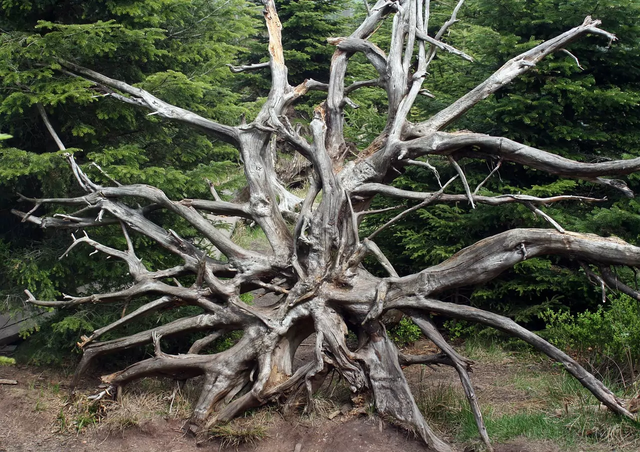 Съновник Лотариен билет