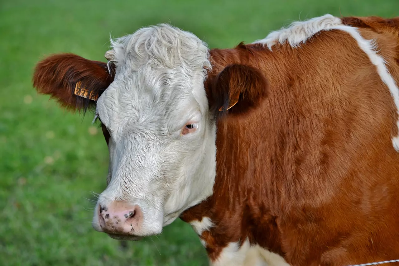 Съновник МАНДРА (виж КАШКАВАЛ, МЛЯКО, СИРЕНЕ)
