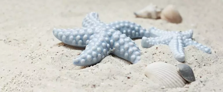 Тълкуване на сън за МОРСКА ЗВЕЗДА
