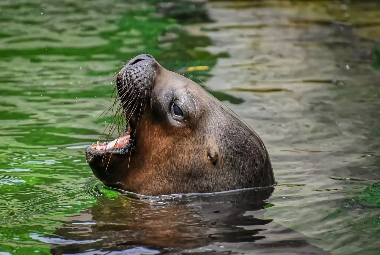 Съновник Морски лъв