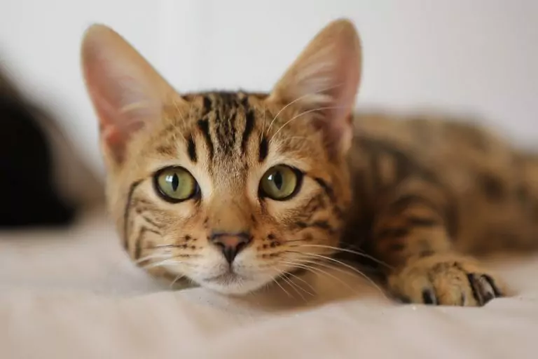 Тълкуване на сън за МЯУКАНЕ, МЯУЧЕНЕ (виж КОТАРАК, КОТКА)