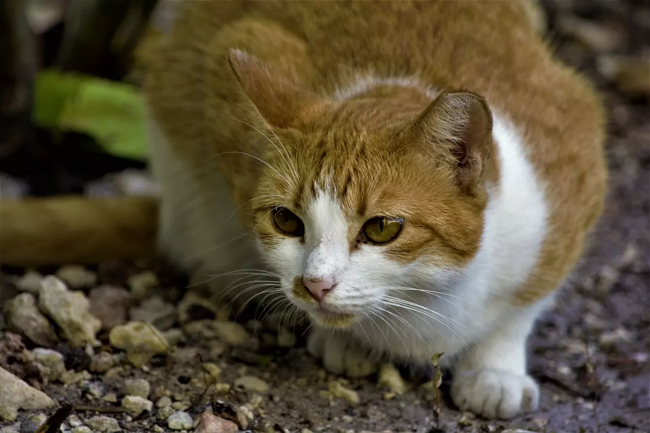 Малко котенце Съновник Малко котенце