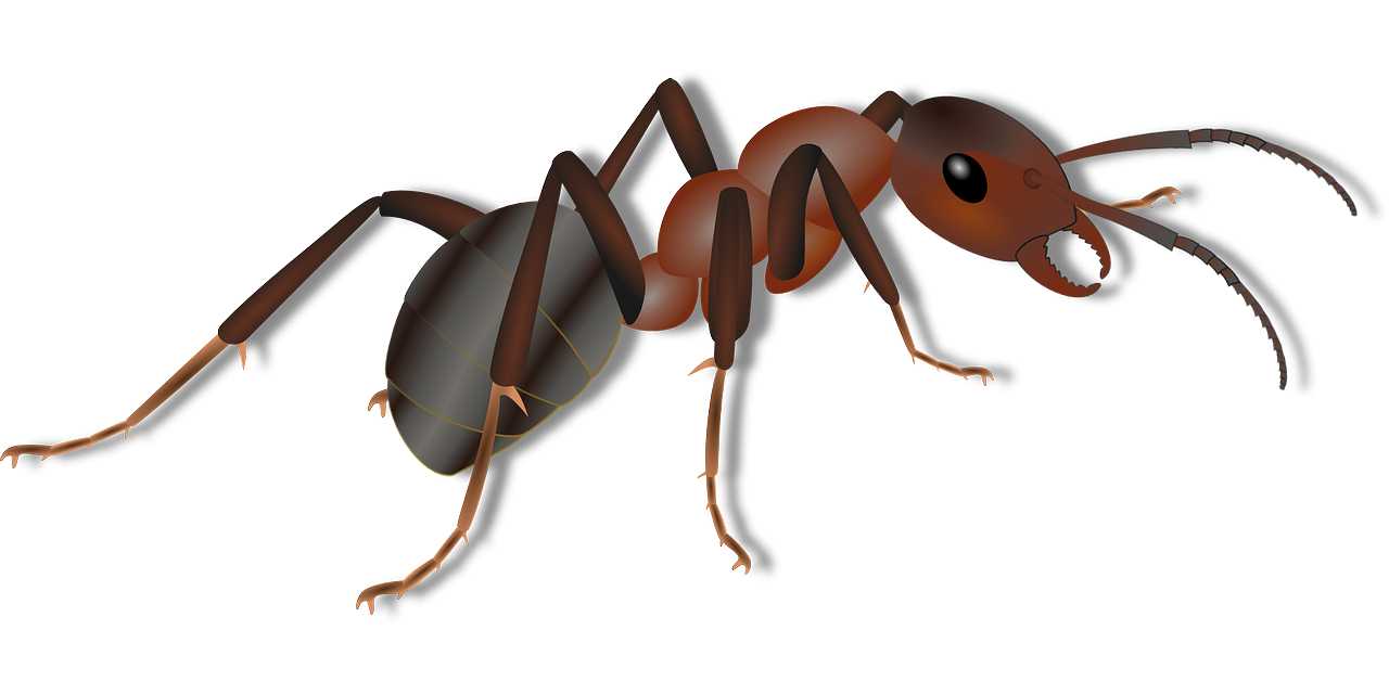 Съновник Мравка
